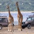 Africkú divočinu ničí šialený trend zo sociálnych sietí: Počuli ste o tejto atrakcii?