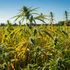 Marihuana pre rastafariánov nateraz legálna nebude: Súd návrh rázne zamietol