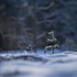 Slovensko zasiahne vlna ochladenia, cez víkend zažijeme prvý SNEH