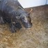 BAWU, vitaj na svete! Bratislavská ZOO oslavuje narodenie vzácneho hrošíka