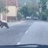 Útok medveďa v Závažnej Porube má dohru. Problémového jedinca eliminovali