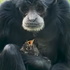 Opica v ZOO dojala ošetrovateľov: Postarala sa mláďatko vtáčika, ktorý spadol do jej výbehu