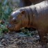 V ZOO Bratislava privítali vzácny prírastok: Narodila sa malá hrošica Bawu