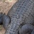 Zoo zverejnila znepokojivé zábery. Návštevníci hádzali po zvieratách kamene a iné predmety