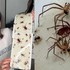 „Pavúčia dáma“ šokuje internet: Žije s jedovatými pavúkmi, no odmieta sa odsťahovať