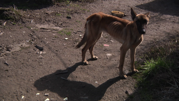 Andrej a pes tit gal