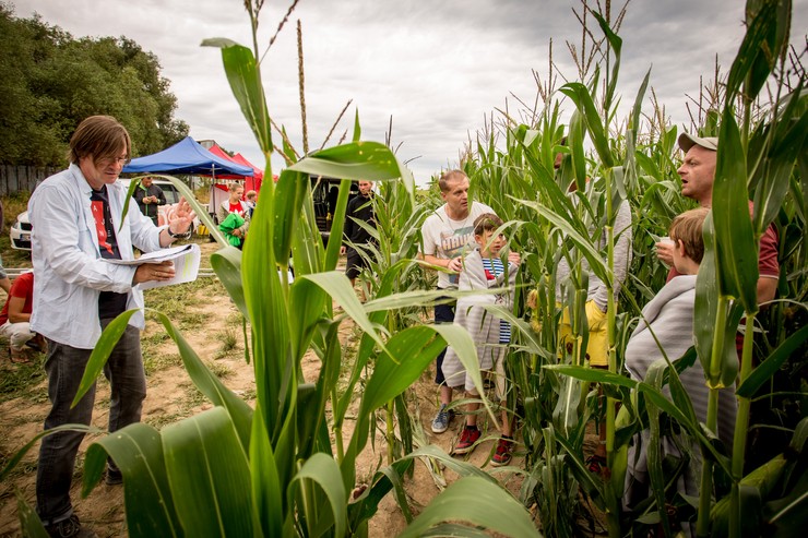 Prazdniny - Kukuričné pole