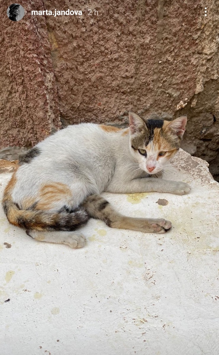 Marta Jandová je známa milovníčka zvierat