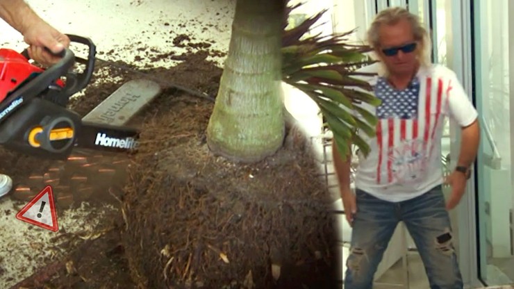 Geissenovci - motorova pila palma