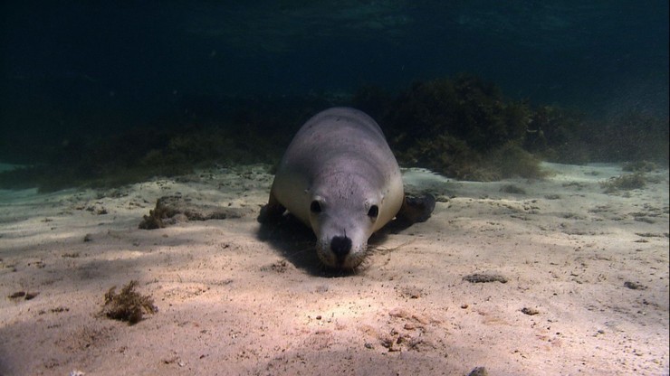 Moji zvierací priatelia -  Dobrodružstvá pod hladinou