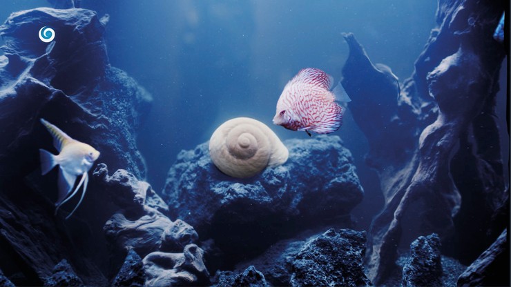 Nová staničná grafika televízie JOJ