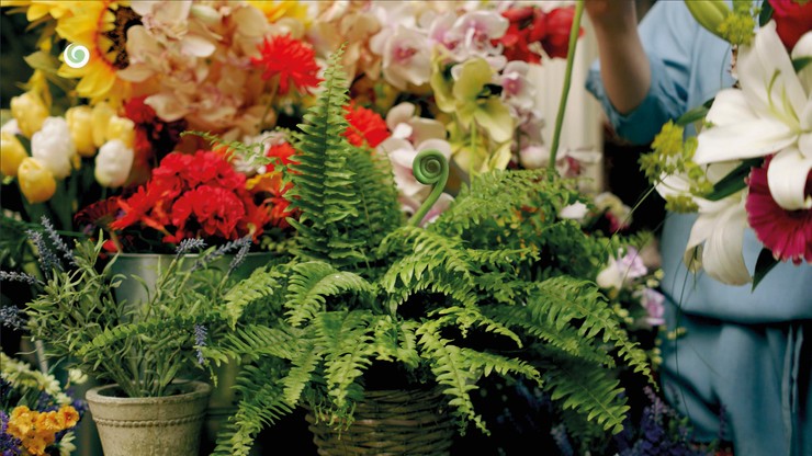 Nová staničná grafika televízie JOJ