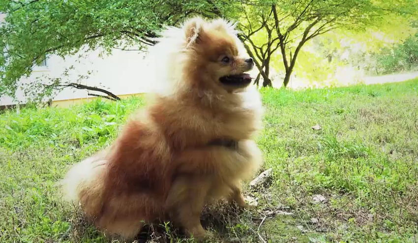 Nepočúva vás pes na zavolanie? Vyriešte tento problém raz a navždy!