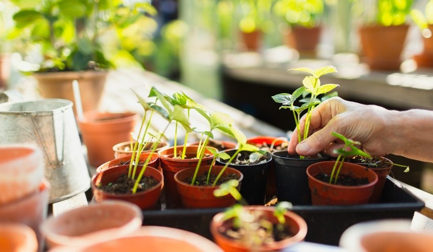 Ako si vypestovať chutnú zeleninu a krásne rastlinky z toho, čo máte doma v kuchyni?