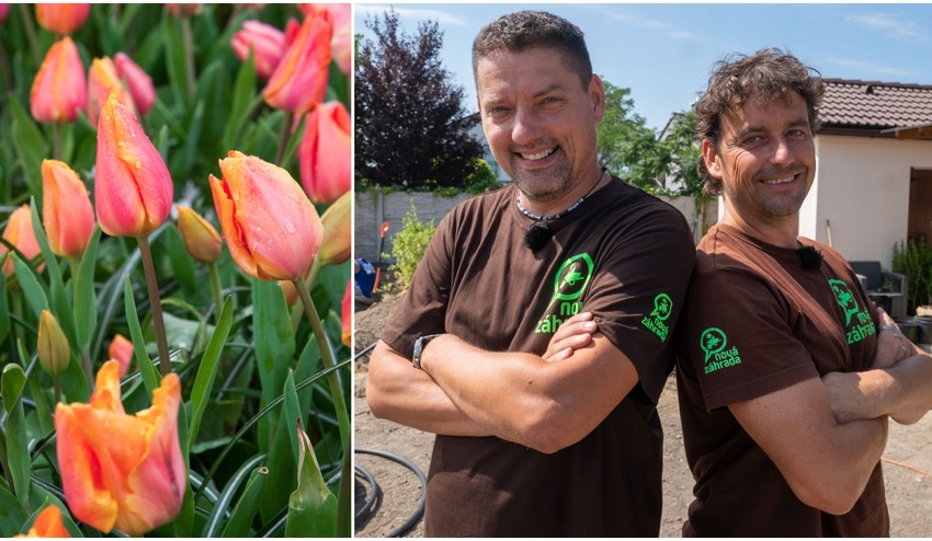 Vyhnali vám tulipány listy, no po kvetoch ani stopy? Problém bude pravdepodobne v TOMTO!