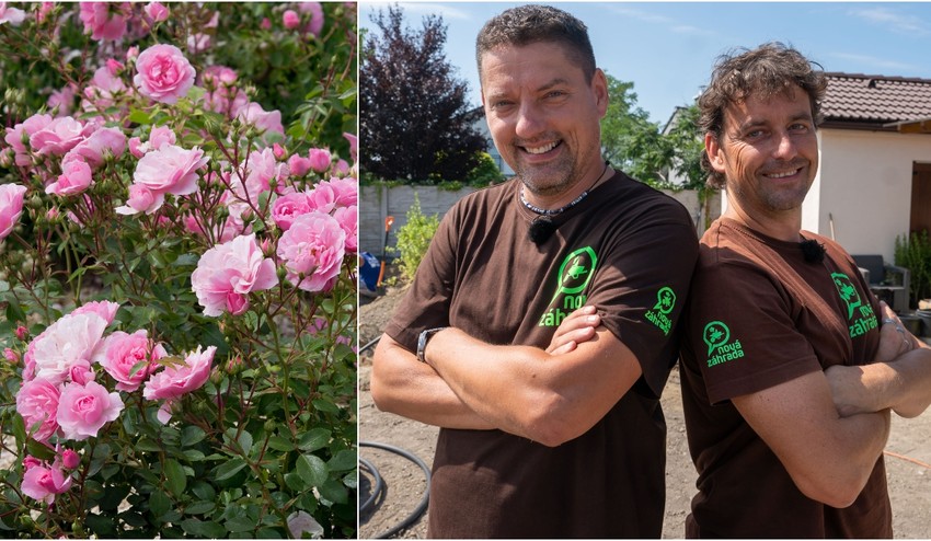 Nielen na okrasu, ale aj na osoh: Vedeli ste, že ruže môžete v záhrade využiť aj TAKTO?