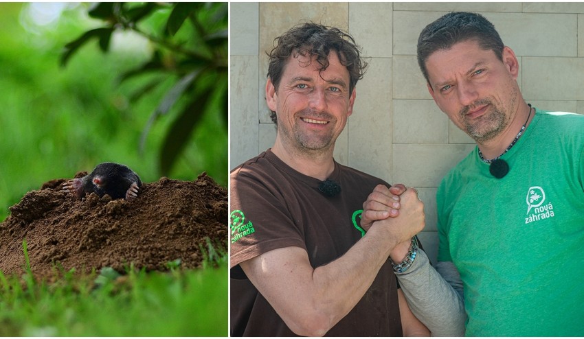 Ničí vám záhradu krtko a chcete sa ho zbaviť? Zaručene vám pomôžu tieto 2 postupy!