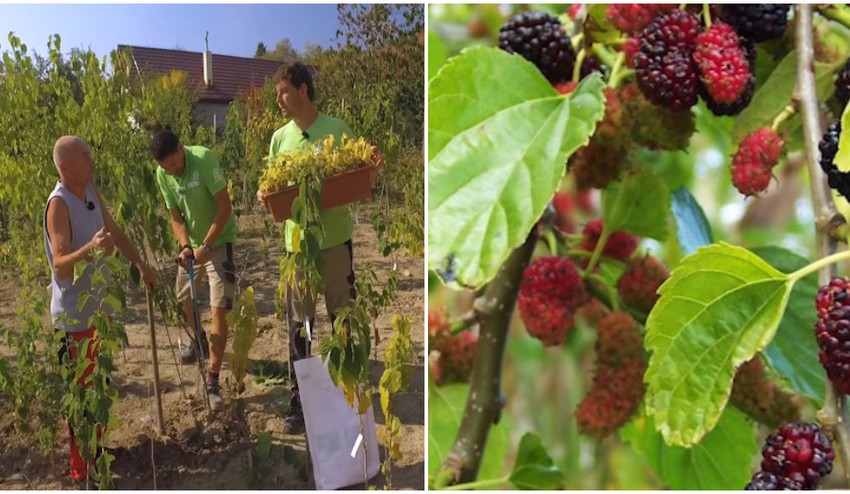 Pestujete doma morušu? Ukážeme vám, kedy a ako ju správne presadiť!