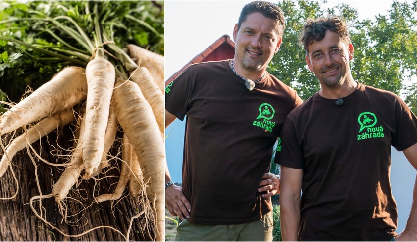 Sadíte petržlen, no nechce vám vyklíčiť? Skúste tento zlepšovák od skúsených záhradkárov!