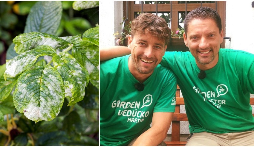 Bojujete v záhrade s múčnatkou? Postrekom sa jej nezbavíte, pomôžu vám tieto 2 rady!