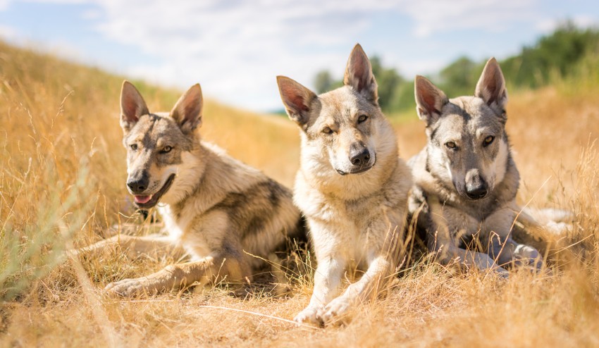 V seriáli si zahrali československé vlčiaky: Toto ste o rozkošných psíkoch zaručene nevedeli!