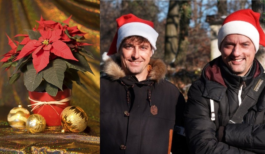 Skrášľuje vaše sviatky vianočná ruža? Tieto chyby robí pri starostlivosti takmer každý!