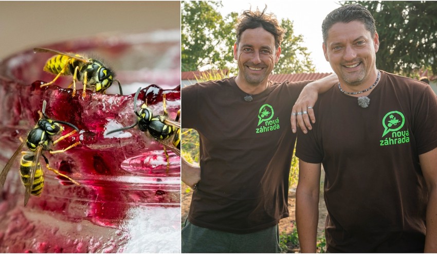 Prečo sú osy uprostred leta zrazu také útočné? Skutočný dôvod vás naozaj prekvapí!