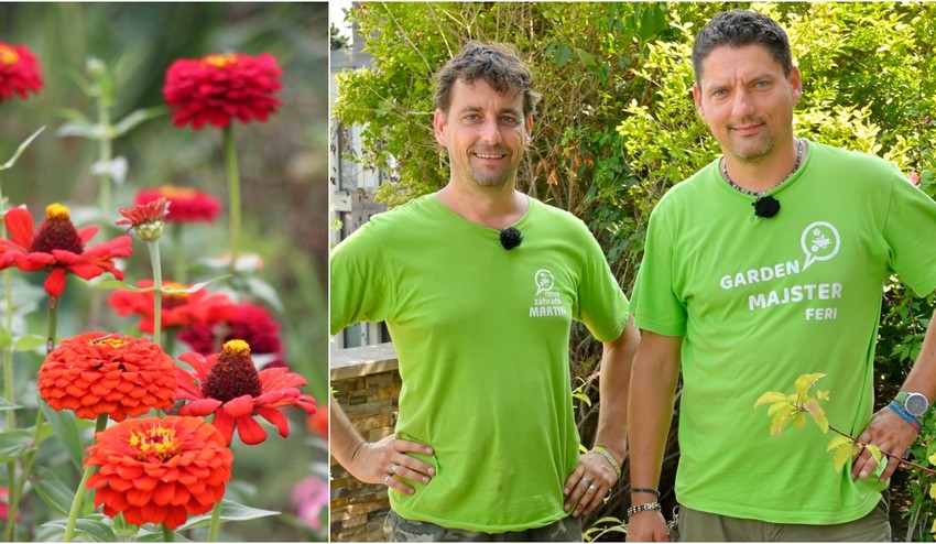 Túžite po rozkvitnutej záhrade? Ušetrite na priesadách a tieto druhy si vypestujte zo semien!