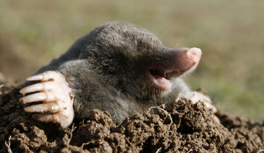 Čo s krtkom na záhrade? Podľa odborníkov z Novej záhrady by ste nemali voliť radikálne riešenie