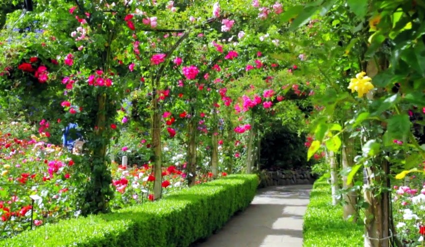 Odborníci z Novej záhrady radia: Ako sa vysporiadať s tmavými kútmi?