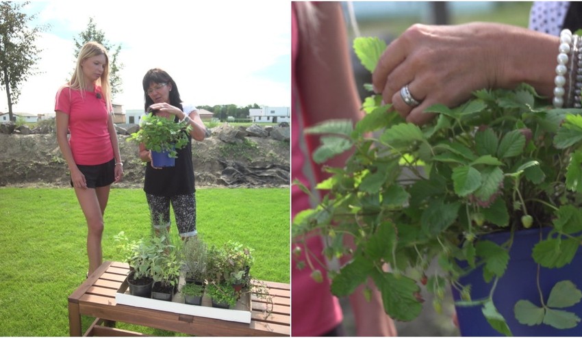 Trápi vás vypadávanie vlasov? Stačí si urobiť čaj z tejto chutnej rastliny!
