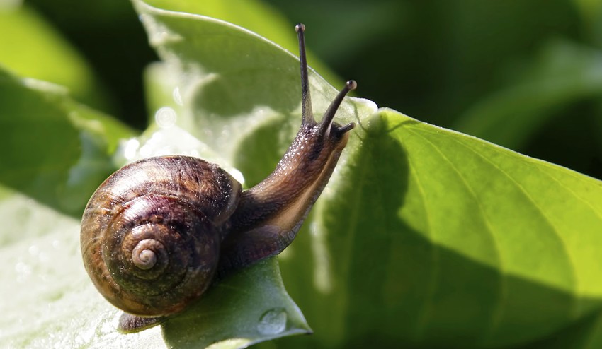 Radíme záhradkárom: Chcete sa zbaviť škodcov?