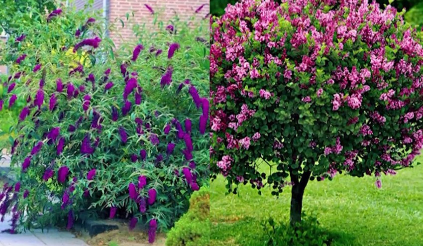 Túžite po záhone, ktorý rozvonia vašu záhradu? Poradíme vám, čo doň zasadiť