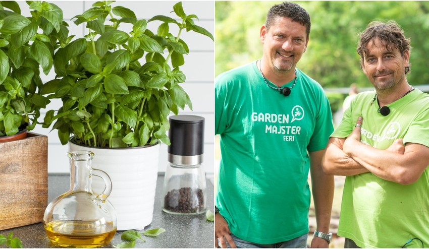 Kupujete si bylinky v kvetináči v obchode a vždy vám vyhynú? 4 dôvody, prečo sa to deje!