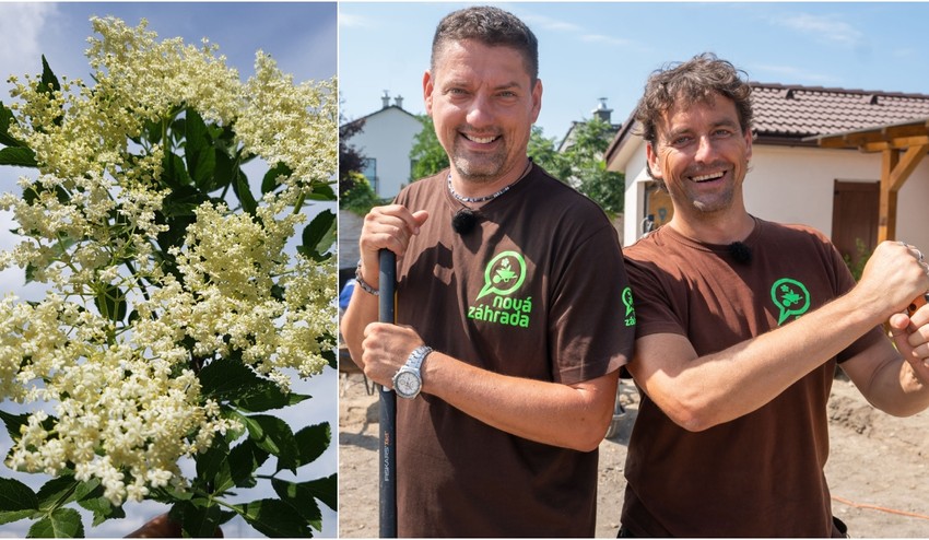 Dobrá nielen na sladký sirup, ale aj ako liek: Poznáte všetky liečivé účinky bazy?