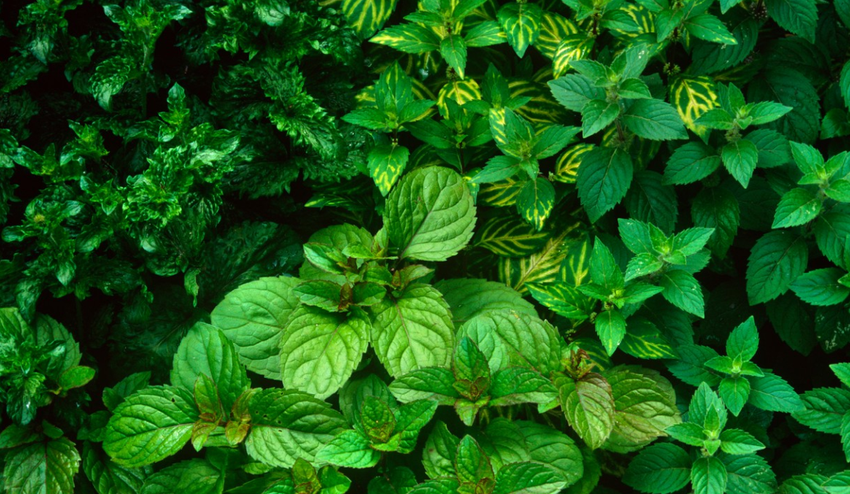 Pýtate sa našich odborníkov: Aké bylinky sa hodia dovnútra a prevoňajú izbu?