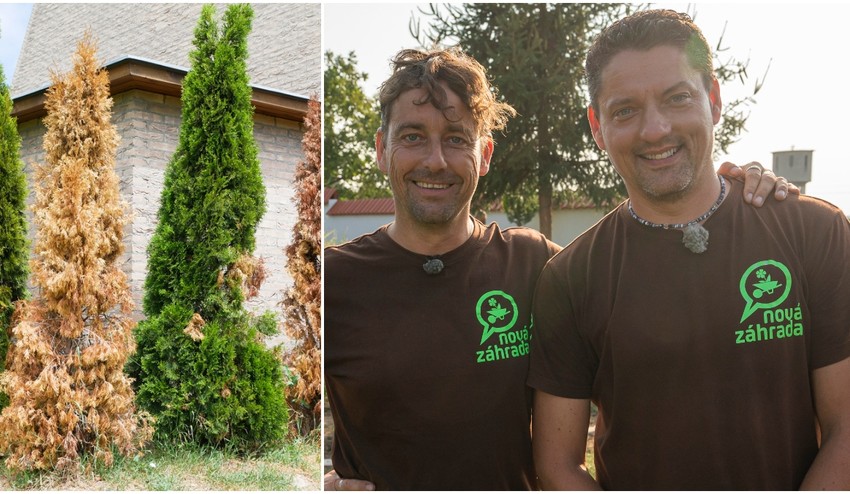 Máte doma živý plot z tují a stále vysychá? Nie je za tým sucho, TOTO je hlavný dôvod!