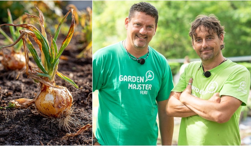 Cibuľa vám nerastie a výhonky vädnú? 5 chýb, ktoré pri pestovaní robí väčšina záhradkárov!