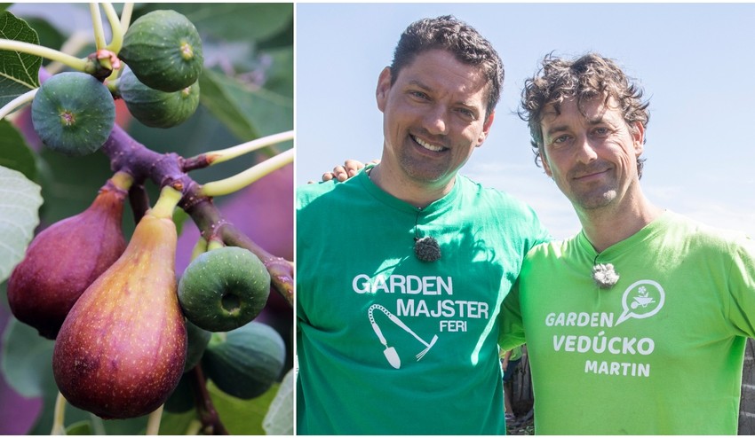 Pestujete doma figu, ale chutné plody vám na nej nedozrievajú? TOTO je hlavný dôvod!