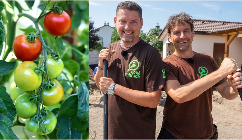 Chcete mať bohatú úrodu paradajok? Polievajte ju TÝMTO roztokom a budú rásť ako divé!