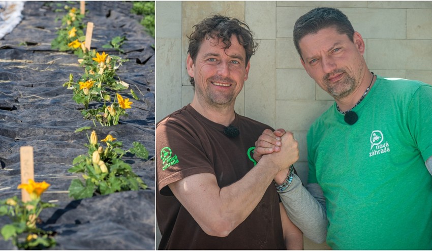 Používate v záhrade mulčovaciu textíliu? Pozor, môže urobiť viac škody než úžitku!