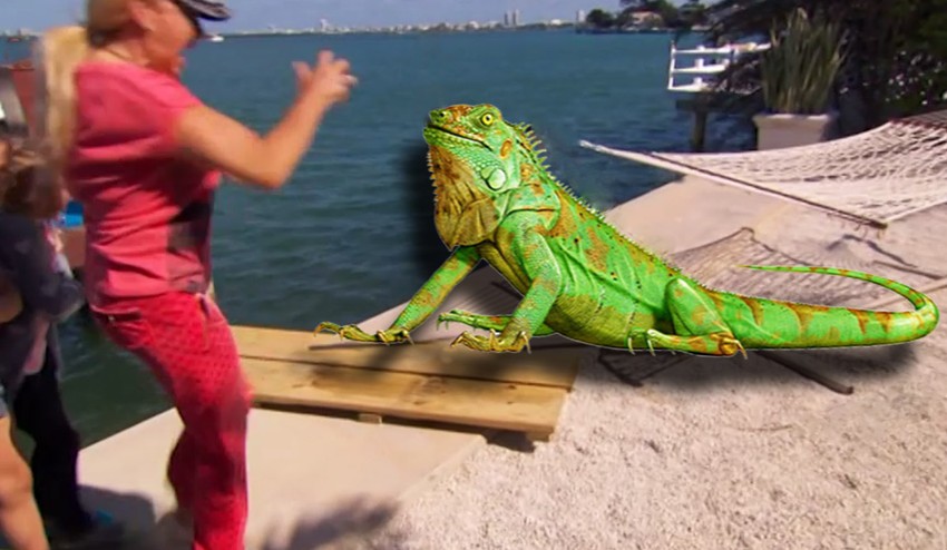 Môže si niekto pomýliť leguána s človekom? Milionárku nezachráni ani návšteva očného