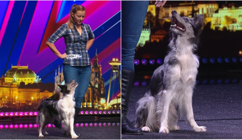 Psík postavil na nohy všetkých divákov: Videli ste už domáceho miláčika TAKTO tancovať?