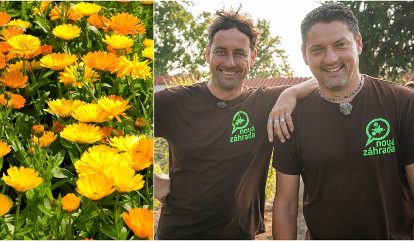 Posaďte si do záhrady zázračný Nechtík lekársky: Poznáte všetky jeho liečivé účinky?