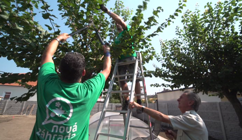 Profesor Hričovský radí: Ako sa postarať o zanedbaný strom?