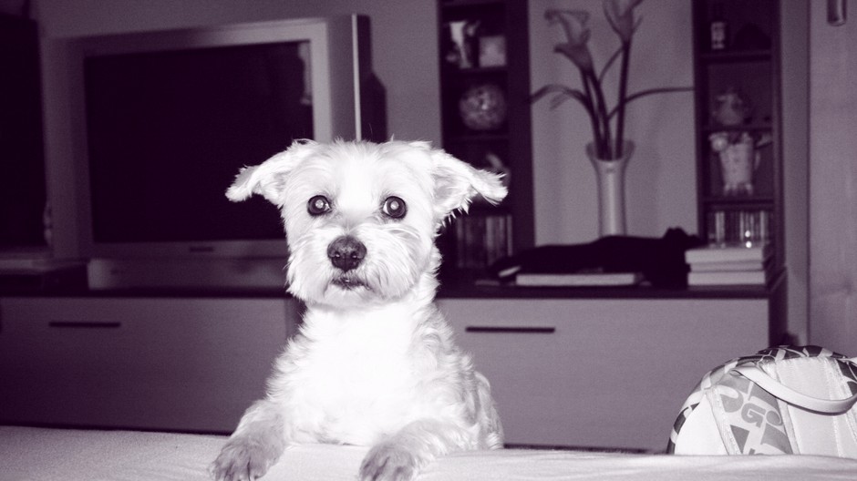 posielam este 2 fotky v lepsom rozliseni,dakujem Vam!franova