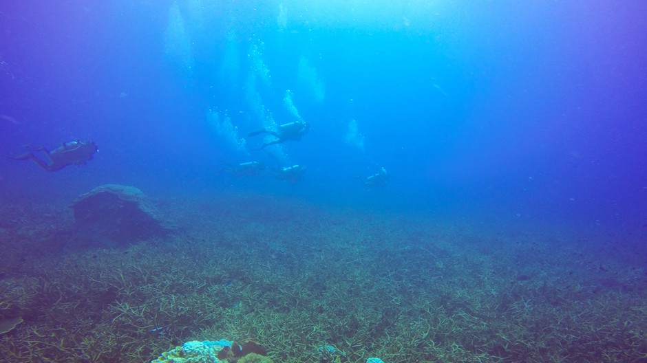 sea-bottom-angle-wild 