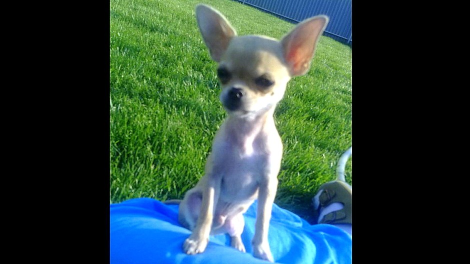 Hľadám stratenú miničivavku - Ružinov