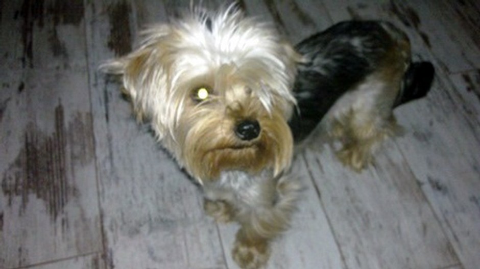 Lili zmiznutá fenka zo Stupavy