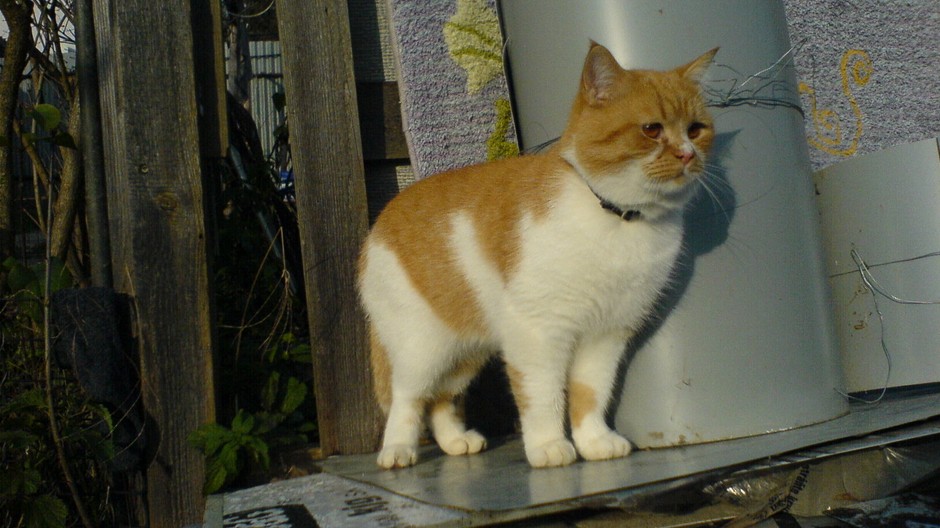 kocúr Miňo stratený Rusovce Bratislava